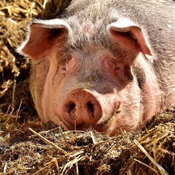 Vrei sa cresti propriul porc?