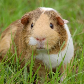 Ce inseamna cand visezi porci bogatie sau impuritate